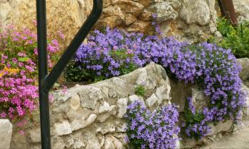 Puzzle campanules des murets - catégorie Paysages & Fleurs, puzzle gratuit en ligne