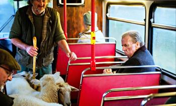 Puzzle Transport en commun - catégorie Animaux, puzzle gratuit en ligne