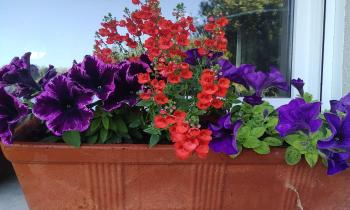 Puzzle jardinière fleurie - catégorie Paysages & Fleurs, puzzle gratuit en ligne