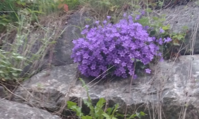 Puzzle gratuit Campanules en rocaille dans la catégorie Paysages & Fleurs jouable de 24 à 120 pièces.