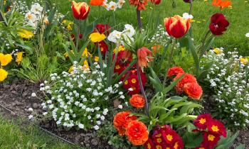 Puzzle Massif fleuri printanier - catégorie Paysages & Fleurs, puzzle gratuit en ligne