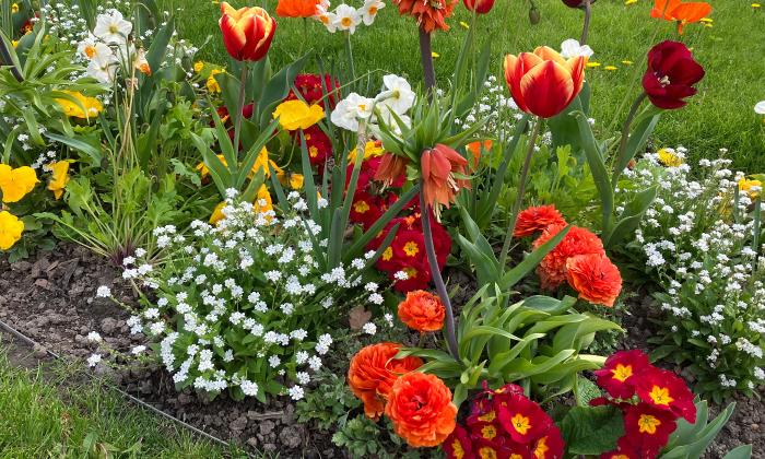 Puzzle gratuit Massif fleuri printanier dans la catégorie Paysages & Fleurs jouable de 24 à 120 pièces.