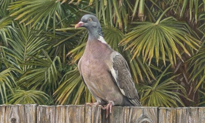 Puzzle gratuit Pigeon ramier dans la catégorie Animaux jouable de 24 à 120 pièces.