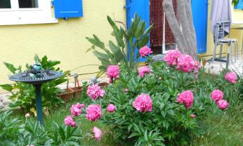 Puzzle Pivoines roses au jardin - catégorie Paysages & Fleurs, puzzle gratuit en ligne